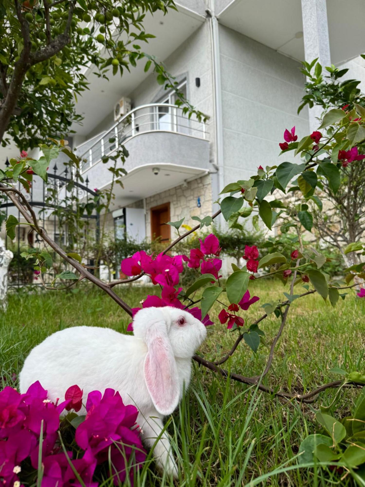 Villa Bodini Himarë Exterior foto